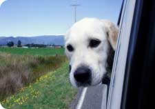 Dog with head out of a car window