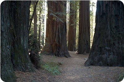 California Redwoods will not compare to the Tree of Life