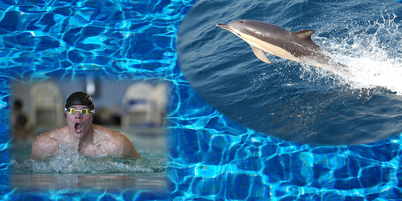 An Olympic swimmer may be fast, but a Dolphin is just different.