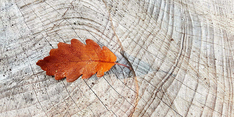 Single autumn leaf on a grey stump